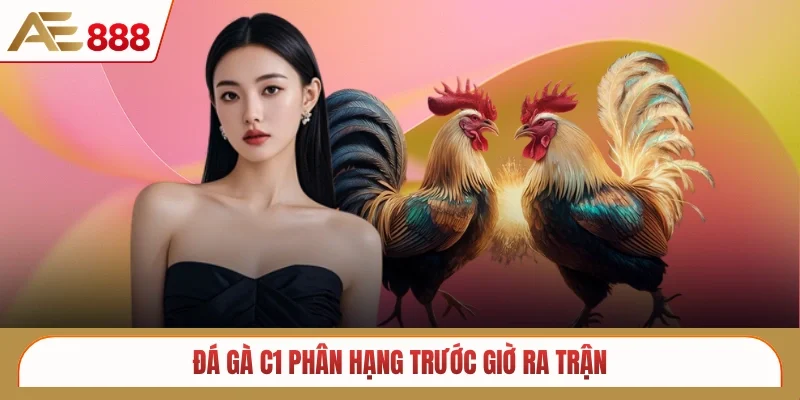 Đá gà C1 phân hạng trước giờ ra trận 